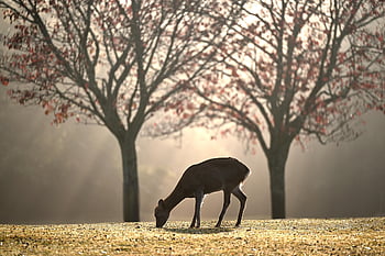 deer, grazing, field, animal, mammal, wild Animal, wildlife, fog, mist, grassland, meadow
