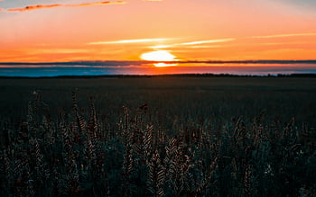 gray field, sunset, cropland, vivid colors, tranquility, nature, landscape, evening sky, rural scene, peaceful, horizon