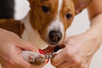 Stříhání nehtů, domácí péče, Příroda, Pes, Salon domácích mazlíčků, zvíře, groomer, domácí zvíře, péče o mazlíčky, psí, kadeřník