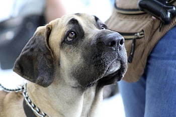 fila brasileiro, brazilské plemeno, brazilské řady, výcvik psů, Příroda, velení psa, pobyt, uklidnit, důvěra, zvíře, rozkošný