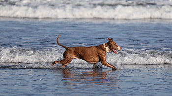 dog, pet, playing, landscape, animal, sun, nature, beach, waves
