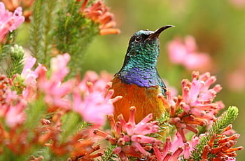 pomeranč-breasted sunbird, krásné květiny, protea, barvitý, květ, květinové pozadí, Příroda, barva, letní, okvětní lístky, jaro