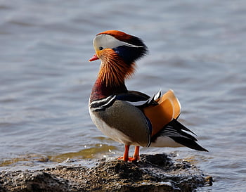 鳥、 みかん、 アヒル、 自然、 鳥類学、 種、 動物相、 鳥類、 動物、 くちばし、 水