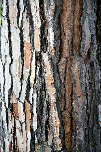 tree bark, close-up photo, textured bark, natural patterns, Garda Italy, detailed view, tree texture, bark texture, close-up view, tree trunk, natural texture