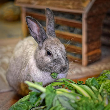 dwarf Rabbit, color Dwarf, domestic Animal, rabbits, dwarf Bunny, rabbit, cute, animal, easter Bunny, easter, charming