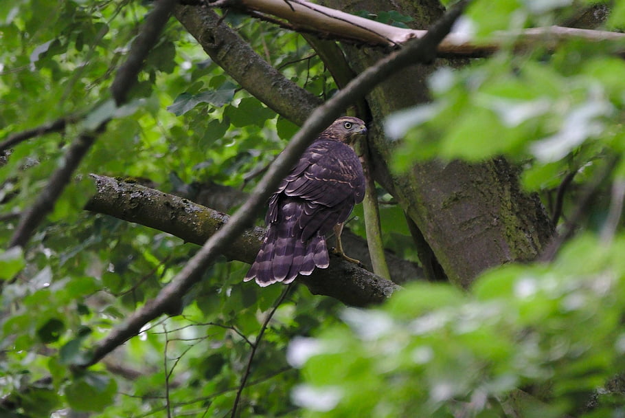 obyčejný buzzard, strom, les, raptor, větev, Příroda, listy, jestřáb, káně