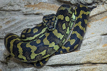 tapis en python, serpent python, terrain rocheux, motifs complexes, Vue détaillée, python au repos, nature faune, motifs de serpent, habitat naturel, python dans la nature, vue détaillée du serpent