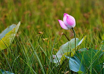 růžový leknín, lotosový bud, Vibrující zelené pole, symbol růstu, klid, detailní květ, růžový lotos, zelená tráva, Přírodní krásy, květinové fotografie, klidná příroda