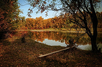 autunno, fiume, foresta, alberi, boschi, bosco, le foglie, foglie cadute, foglie d'autunno, fogliame autunnale, mirroring