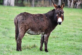 donkey, equine, pasture, lawn, mammal, beast Of Burden, hairy, dark Haired Donkey, donkey Ears, equidae, animal