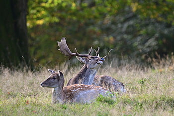fallow Deer, deer, rut, herd, forest, fall, antler, nature