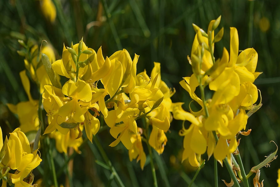 flowers, yellow Flowers, spring, garden, plants, flora, nature, bloom, yellow, plant