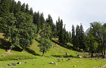 mountain, himalayas, valley, forests, conifers, sonamarg, kashmir, india