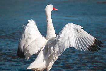 cisne coscoroba, pájaro, animal, aves acuáticas, AVE acuática, pájaro acuático, plumaje, lago, naturaleza, ornitología, observación de aves