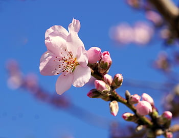 almond Tree, almond Blossom, tree Blossom, nature, flora, plant, flowers, pink Flowers