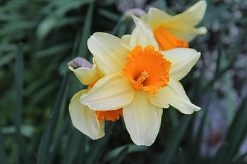 Narcissus bi-color, narcis, narcisy, žárovky, jaro, květ