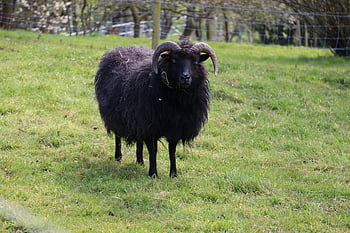 pecora nera, erba verde, campo rurale inglese, Erba lussureggiante, campagna, animale da fattoria, Scena pastorale, pecore al pascolo, Lana nera, pecora cornuta, paesaggio rurale