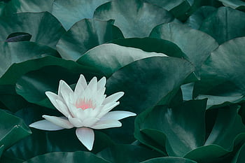 lotus flower, green leaves, white lotus, lily pads, natural beauty, tranquil scene, blooming lotus, peaceful flower, lush greenery, aquatic plant, water lily