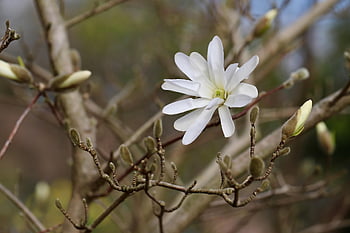 star Magnolia, magnolia, flowering Branch, magnolia Stellata, blooming Branch, spring Awakening, flower Bud, blossom, bloom, shrub, ornamental Shrub