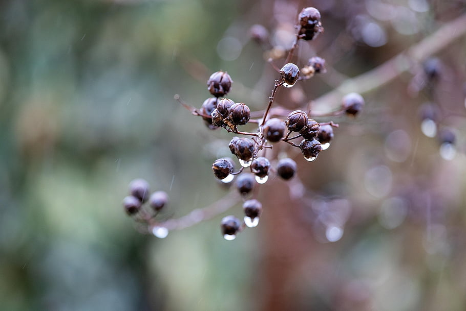 winter, rain, drop, water, bay, shrub, nature, humid