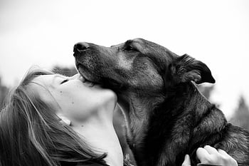 dog, pet, human, connectedness, friendship, animal, shepherd Dog, girl, kiss, cuddle, nature