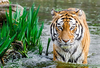 bengalischer Tiger, Halb einweichen, Körper auf Wasser, tagsüber, Nahansicht, durch Wasser gehen, Grün, Majestätische Streifen, intensiver Blick