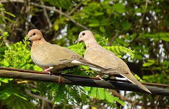 holubice, pták, směje se holubice, malá hnědá holubice, Příroda, pár, spilopelia senegalensis, ptačí, aves, fauna, avifauna