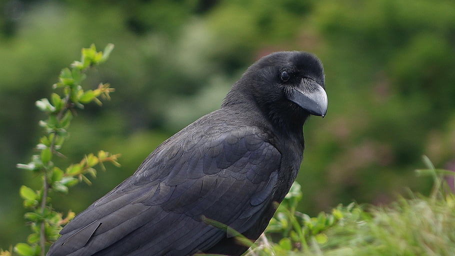 pták, ornitologie, tukan vrána, druh, fauna, ptačí, divoké zvíře, Příroda, vrána