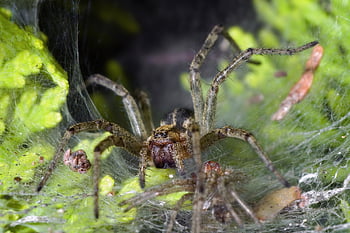 pavouk, Agelena Labyrinthica, pavoučí síť, hnízdo, pavoukovec, Arachnologie, arachnofobie, fauna, hmyz, živočišného světa, dravec