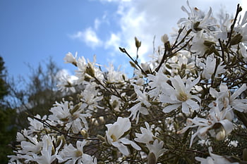 magnoliengewaechs, bianca, magnolie, albero di magnolia, fioritura