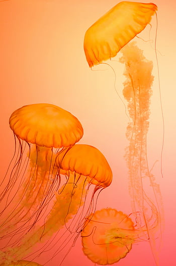 oranžové medúzy, tapeta medúzy, Ohromující medúzy, oranžová voda, Krása medúzy, Elegantní medúza, podvodní scéna, mořský život, Vodní stvoření, fotografování medúzy, Závalná oranžová