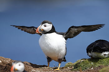 puffin, Skotsko, Příroda, pták, zvířat, moře, ostrov, útes