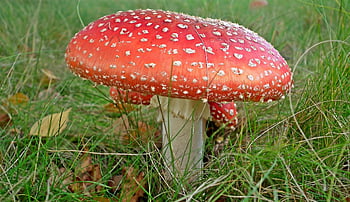 muchomůrka, houba, les, na podzim, Červené, puntíkovaný, jed, Příroda, makro, detailní, tečky