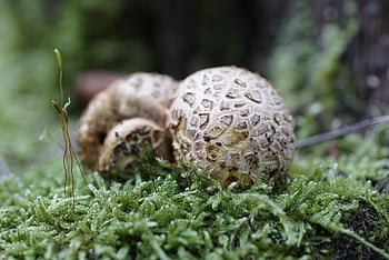 houba, muchomůrka, Příroda, Sklerodermie, bovist, mech, les, podzim, hnědý, toxický