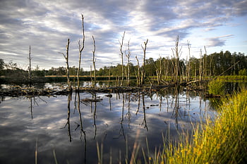 paysage de terres humides, scène tranquille, arbres nus, l'eau calme, réflexion au crépuscule, ciel nuageux, arbres verts, plan d'eau, paysages naturels, environnement serein, environnement des zones humides