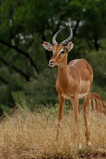 impala, hnědé zvíře, tráva, národní park kruger, Jižní Afrika, detail, antilopa, volně žijících živočichů, Příroda, savany, rohy