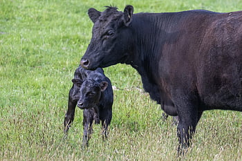 vacă, vițel, animale, bovine, bovin, vită, negru angus, natură, șeptel, mamifere, fermă