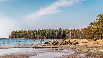 coast, Wallpaper 1920x1080, cool Backgrounds, laptop Wallpaper, beach, forest, nature, windows Wallpaper, free Background, landscape, wallpaper Hd