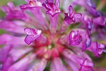 trifoglio, fiorire, fioritura, trifoglio rosso, pianta, natura, avvicinamento, trifoglio di prato, fiore appuntito, Fiore di campo, estate