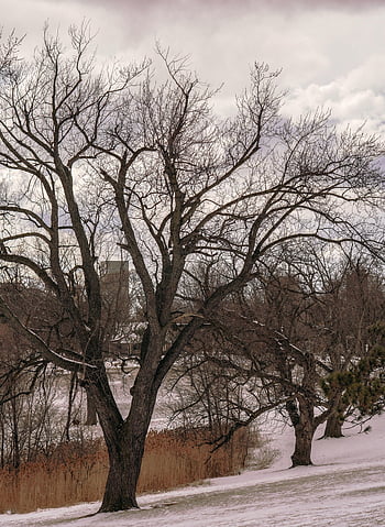 trees, phone Wallpaper, samsung Wallpaper, mobile Wallpaper, snow, winter, lock Screen Wallpaper, iphone Wallpaper, ipad Wallpaper, nature, background