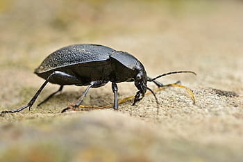 beetle, leather Beetle, ground Beetle, insect, close Up, black, sensor, crawling Animal, nature