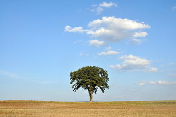ekträd, fält, himmel, moln, natur, landskap, träd, äng