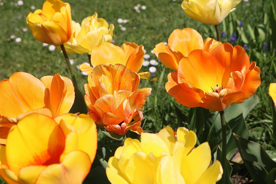 žluté tulipány, tulipány, jaro, žlutá, květiny, Příroda, rostlina, zahrada, letní, oranžový, okvětní lístky