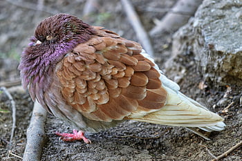 Pigeon, oiseau, animal, faune, plumage, la nature, l'observation des oiseaux, plumes, le bec, en train de dormir, sol