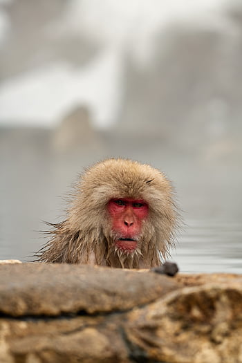 動物、 アジア、 入浴、 可愛い、 エコツーリズム、 地獄谷、 温泉、 日本、 ニホンザル、 モンキー、 ながの