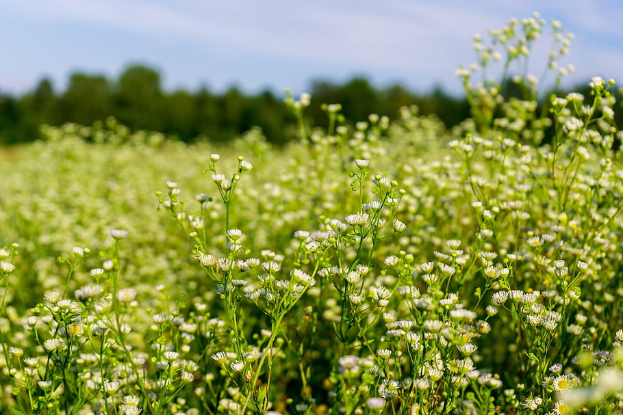 grass, flower Background, field, flowers, flowering, chamomile, daisies, plants, flower Wallpaper, beautiful Flowers, nature