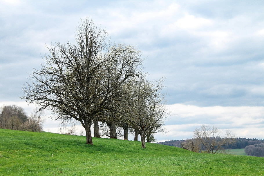 fruit Tree, trees, meadow, clouds, stormy Weather, spring, hard Times, weather, storm, farmers, nature