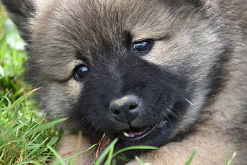 puppy, dog, eurasier, young Eurasier, young Dog, pup, adorable, cute, canine, animal, mammal