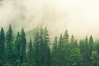 forest, white fog, misty forest, dense green trees, foggy atmosphere, tranquil landscape, natural scenery, morning mist, evergreen trees, serene environment, nature photography