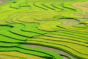 risaie, terrazze di riso, campi di riso, agricoltura, Nord Ovest, terrazze, azienda agricola, natura, paesaggio